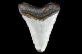 Bargain, Megalodon Tooth - North Carolina #76296-2